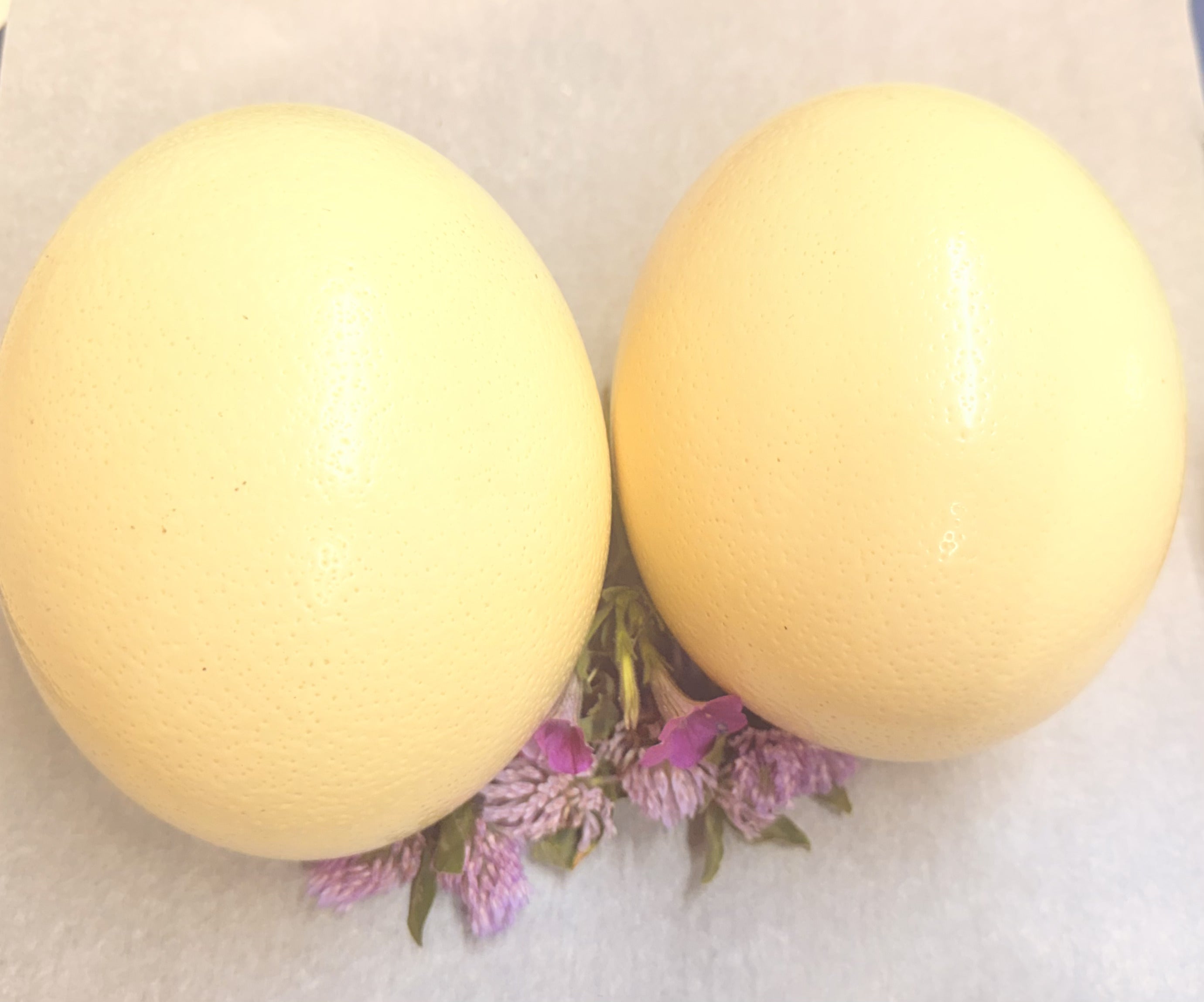 Fresh Ostrich Egg (Only in Season)